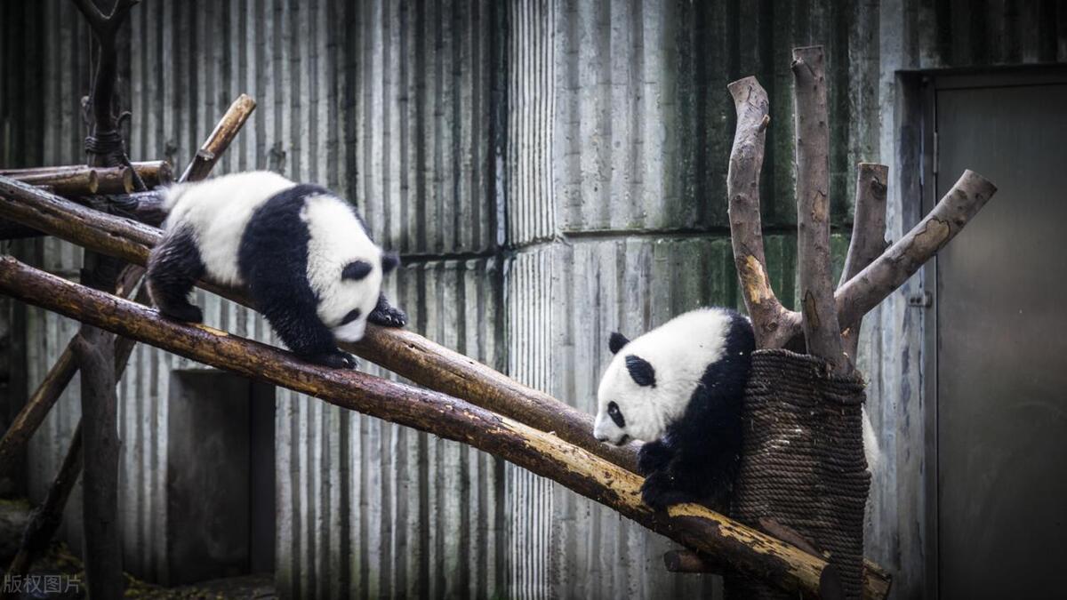 四川四天三晚旅行攻略,四川五天四晚旅游路线攻略