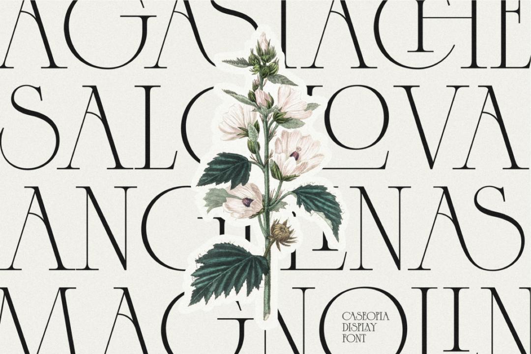 ttf纯英文好看字体,ttf英文字体