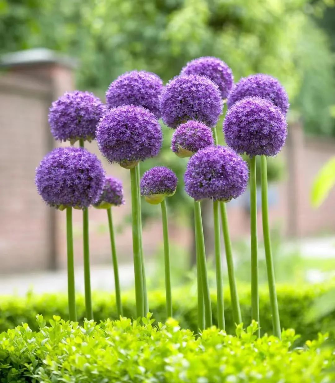30款经典蓝紫色开花植物!别拉我,就让我坠入这梦幻的漩涡