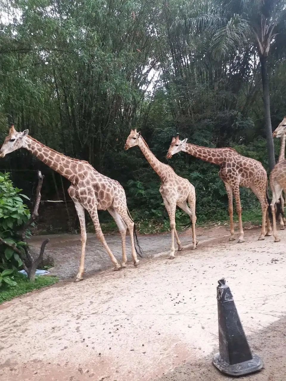 六刷广州长隆野生动物世界，強烈推荐-广州必游地（内含攻略）