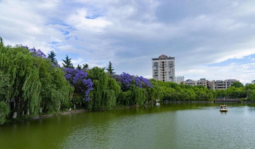 昆明蓝花楹最佳观赏期,颜值爆表昆明十大蓝花楹打卡指南