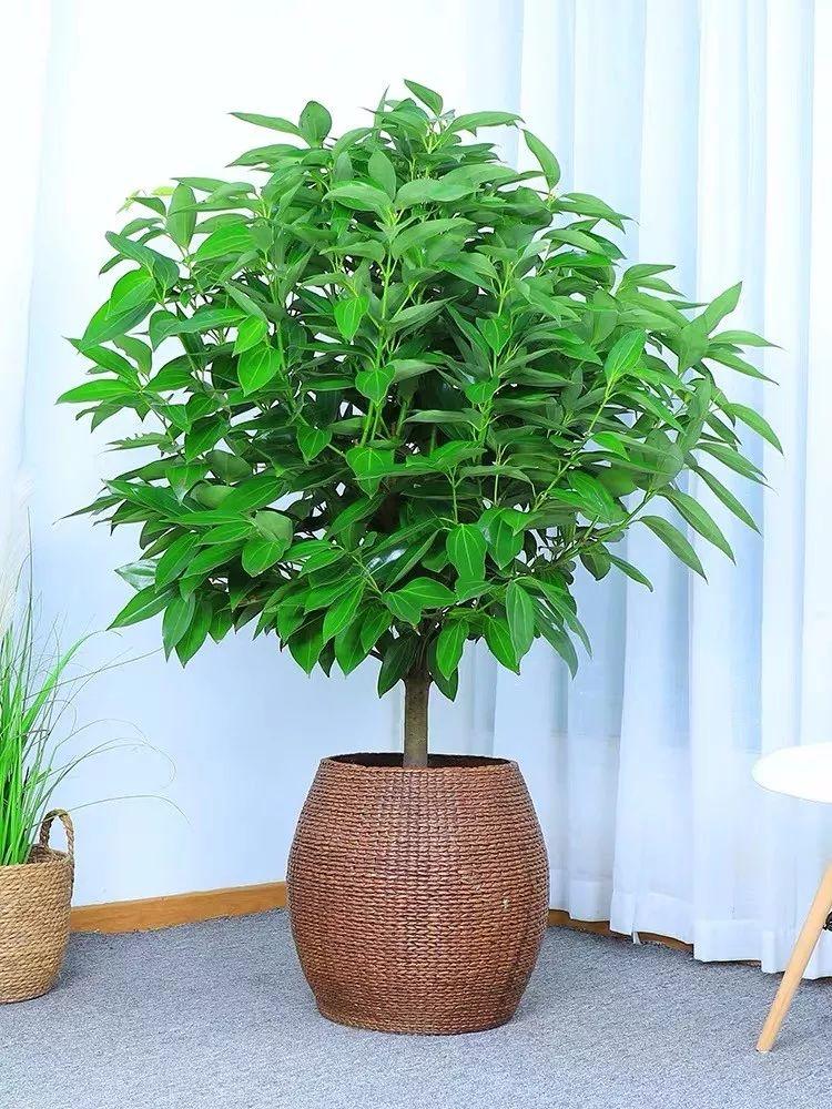 老人说，客厅见树，10家有9富，说得是真的吗？推荐9种吉祥树