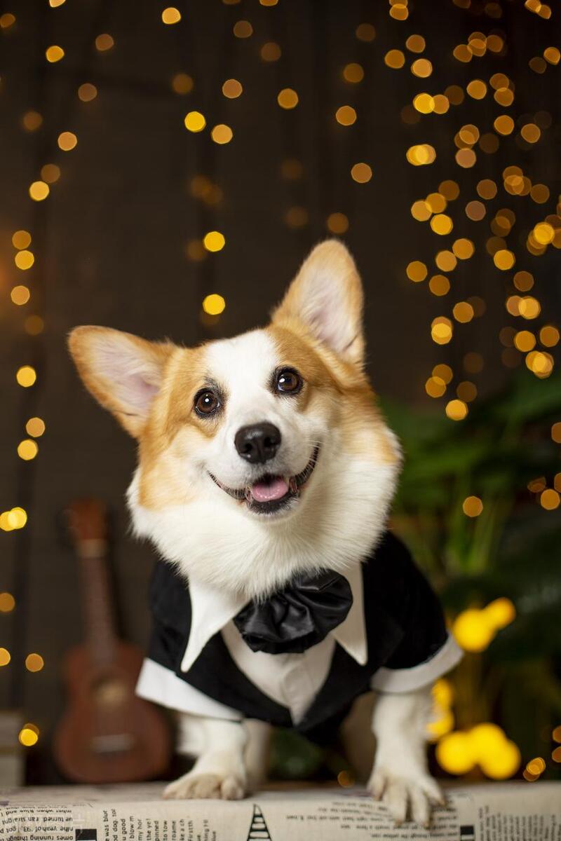 狗犬品种大全,狗的十大品种排名