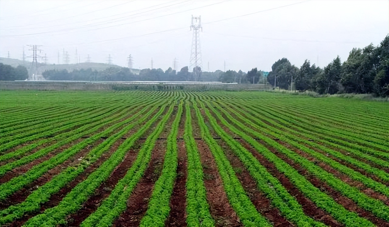 木耳菜能生吃的吗,木耳菜可以随便吃吗