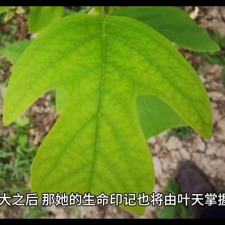 第四十二章全文,第四十二章讲解