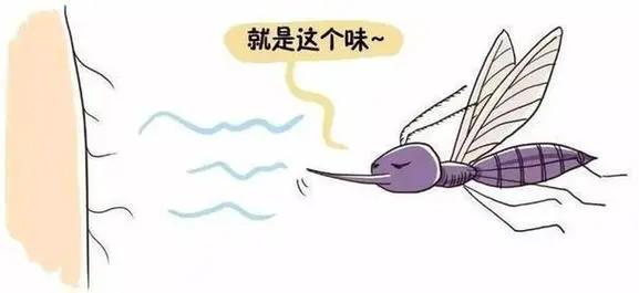 虫咬性皮炎的防治方法有哪些,去除顽固性虫咬皮炎的简单方法