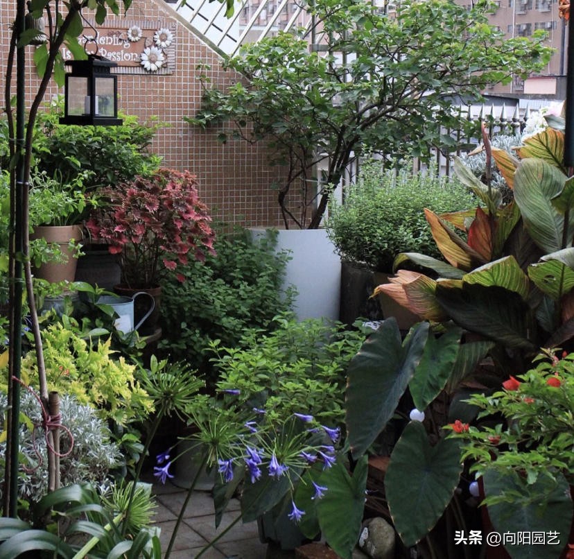 客厅最旺财的10种花,过年摆什么花放在客厅