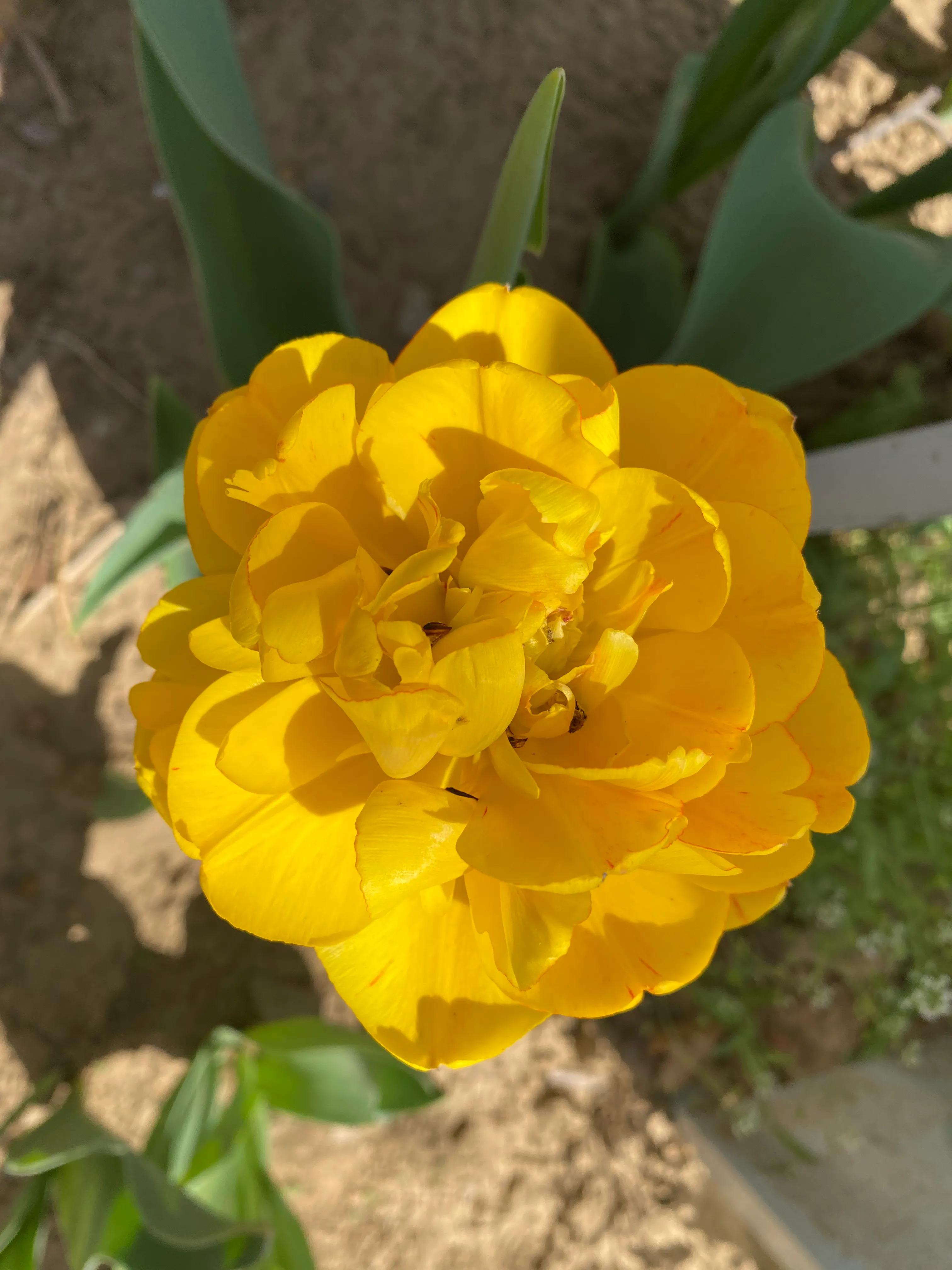 北京鲜花港郁金香节,顺义鲜花港郁金香盛开