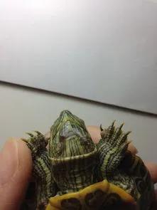 乌龟腐皮干养的正确方法,乌龟脖子腐皮怎么治最快