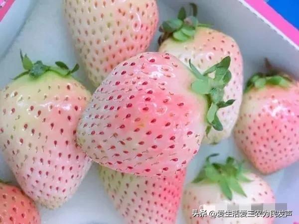 农村种植什么水果赚钱不愁销路,浙江种植什么水果赚钱