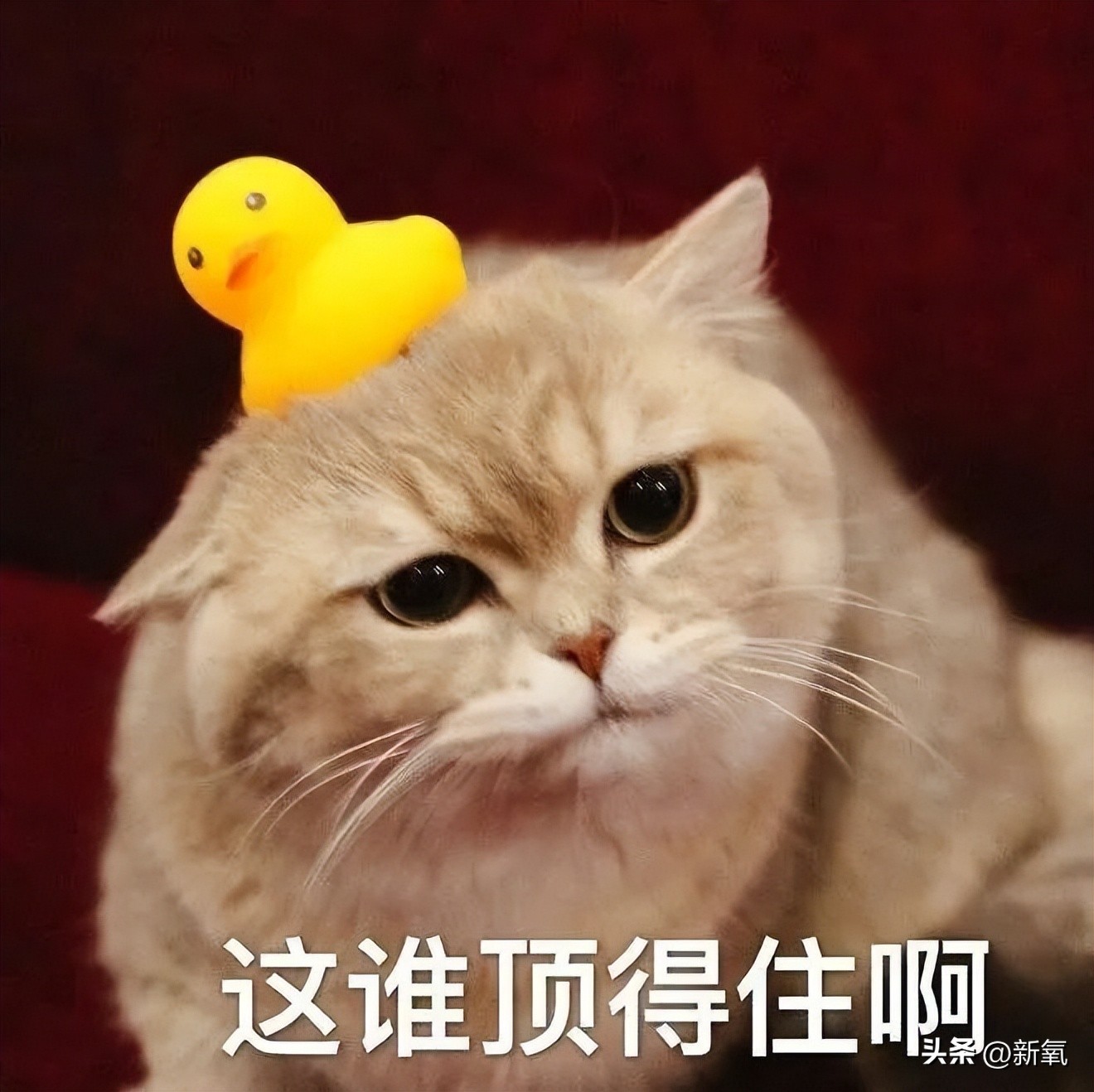 改一点赢很大？她整完鼻子直接美成断代神颜…