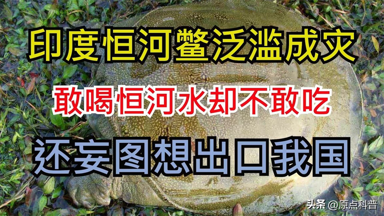 印度泛滥成灾的七大动物，自己不敢吃，想让中国当接盘侠