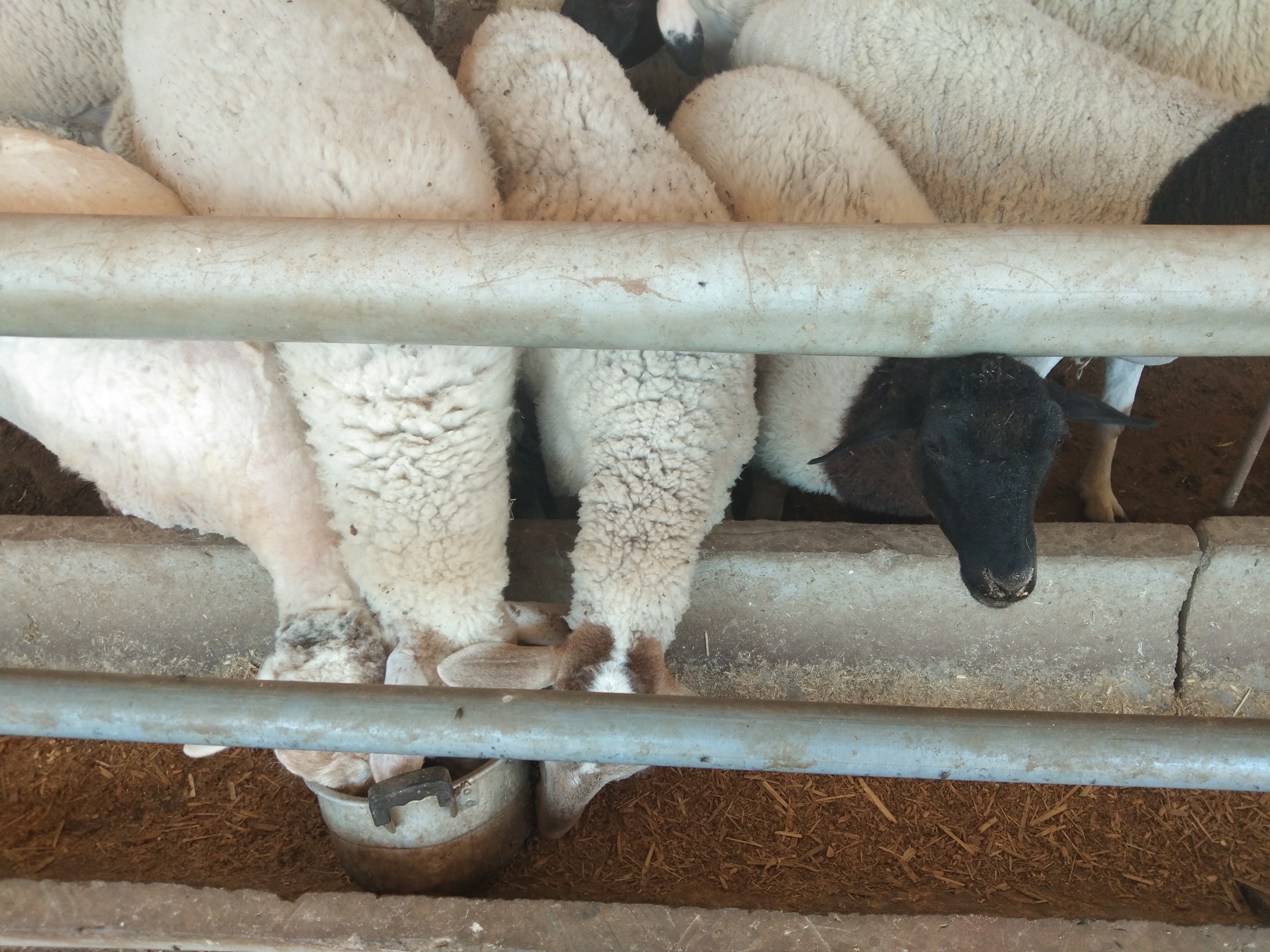 养羊分享,分享养羊日常