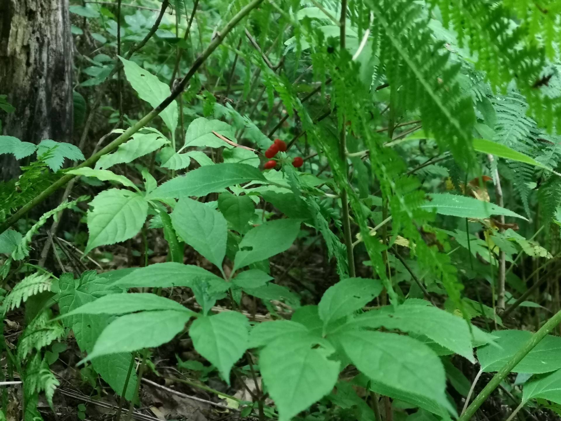 人参3元一支是正品吗,人参和园参是一个品种吗