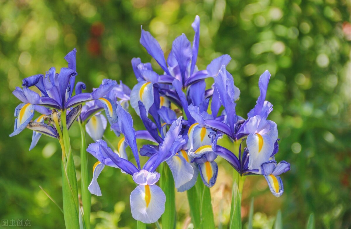 现在中国的国花是什么花,中国的国花应该是什么花呢