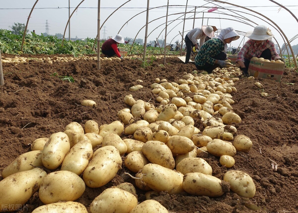 种植马铃薯各个阶段打药,马铃薯种植要注意什么