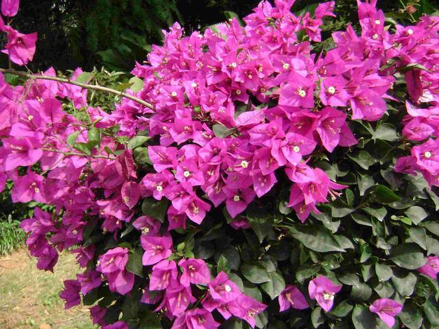 三角梅哪几个品种容易开爆花,攀爬三角梅什么时候开花