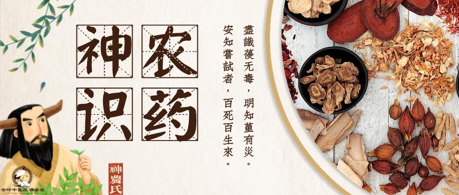 中药天胡荽,天胡荽治疗啥病