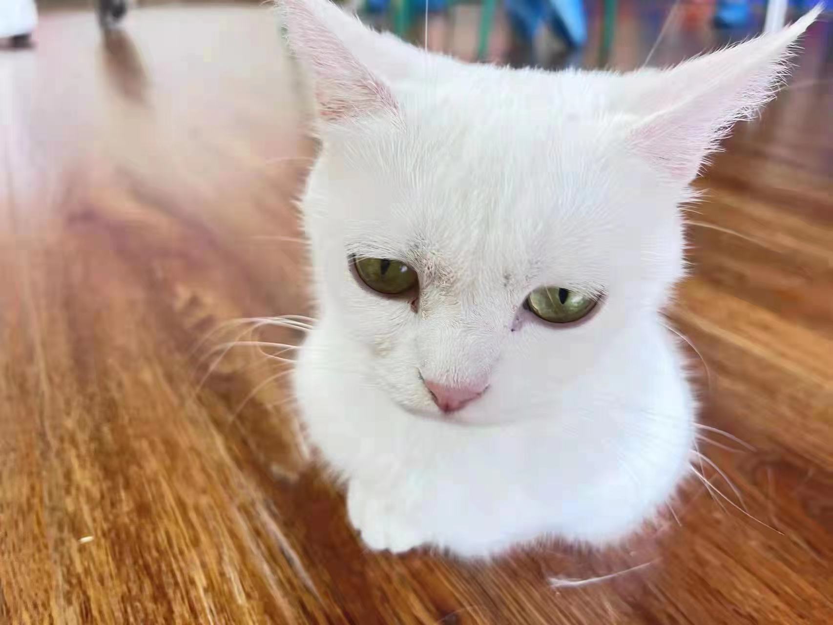 猫咪打441康复的表现,猫咪被打后害怕主人的表现