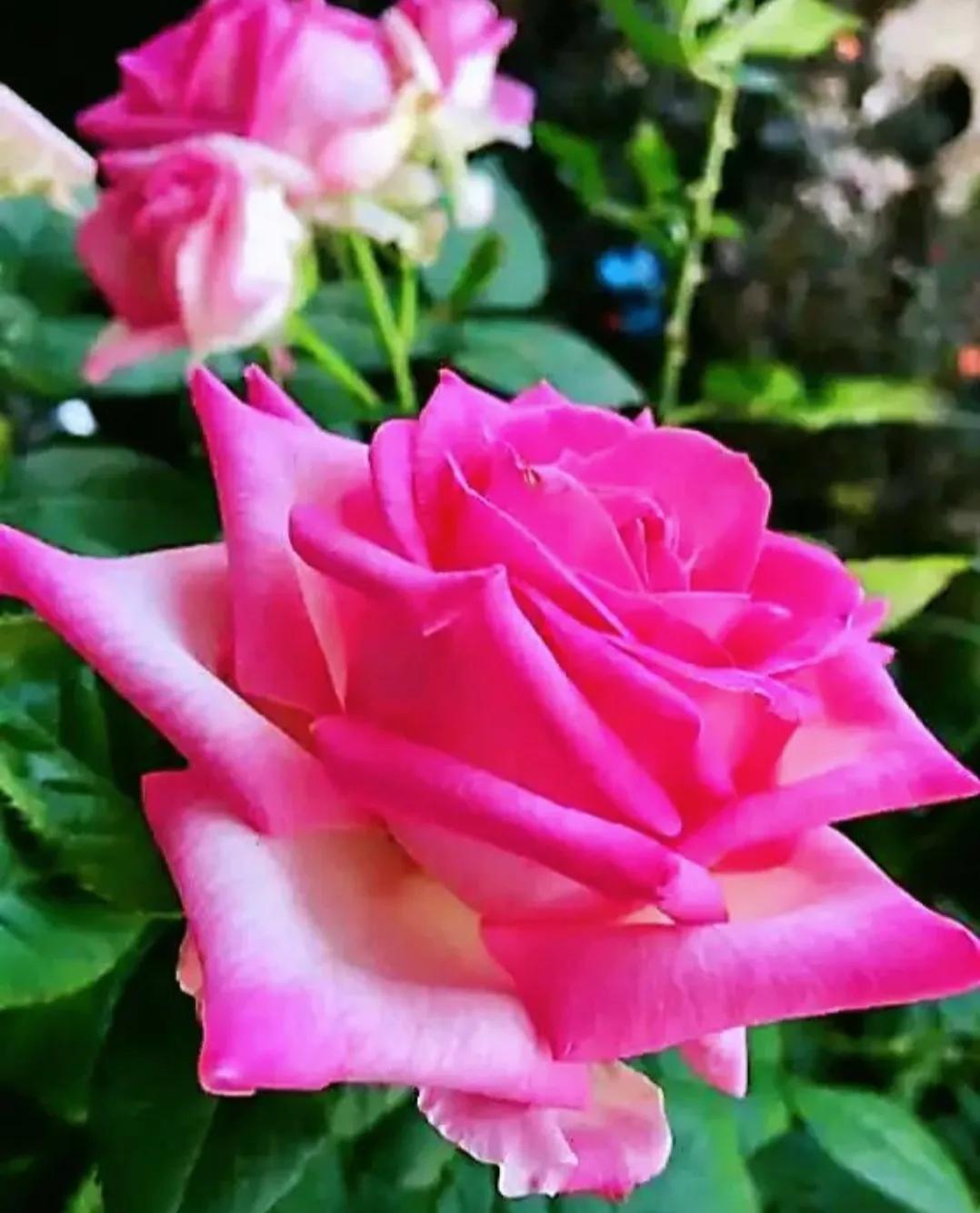 在头条创作4天的心路历程,头条创作注意事项