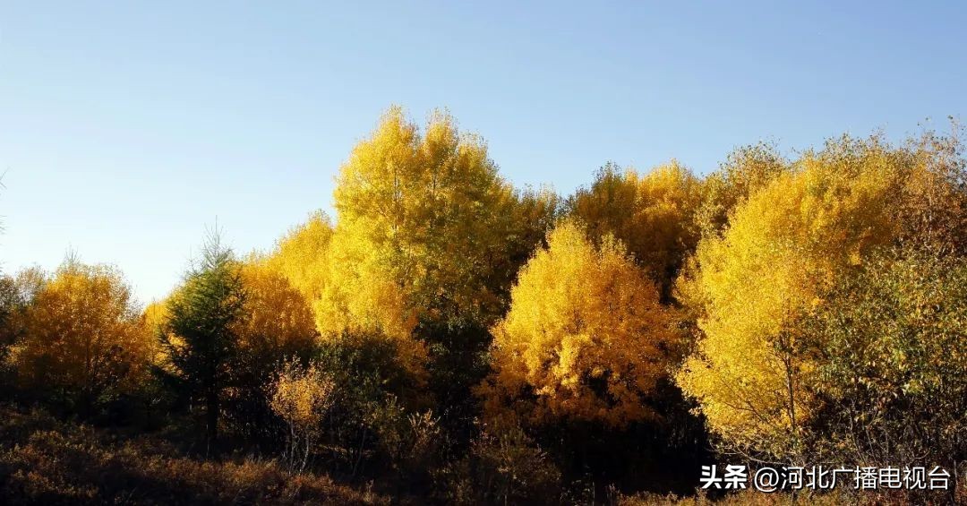 十月中旬去承德旅游,承德坝上十月一旅游攻略