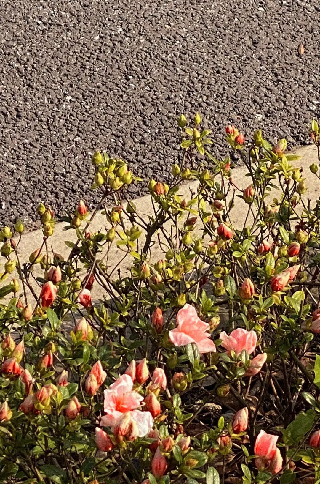 错过了一个秋天,错过了一个春秋