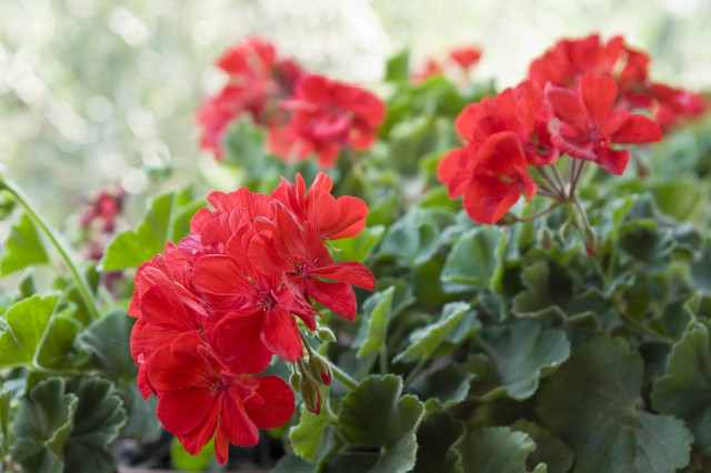 为什么说养花的尽头是天竺葵,天竺葵养花经验