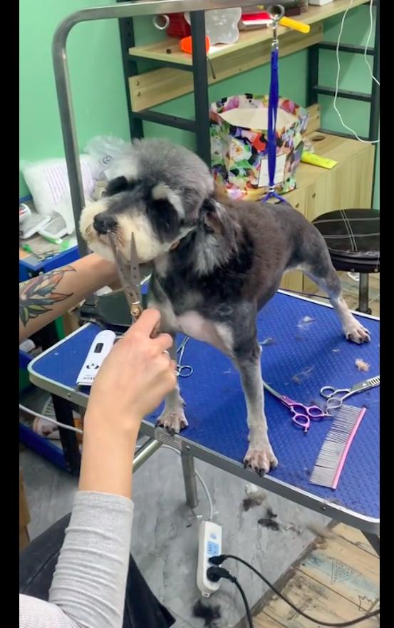 喂了几天的流浪狗找到了我家,喂了一星期的流浪狗发现它有家