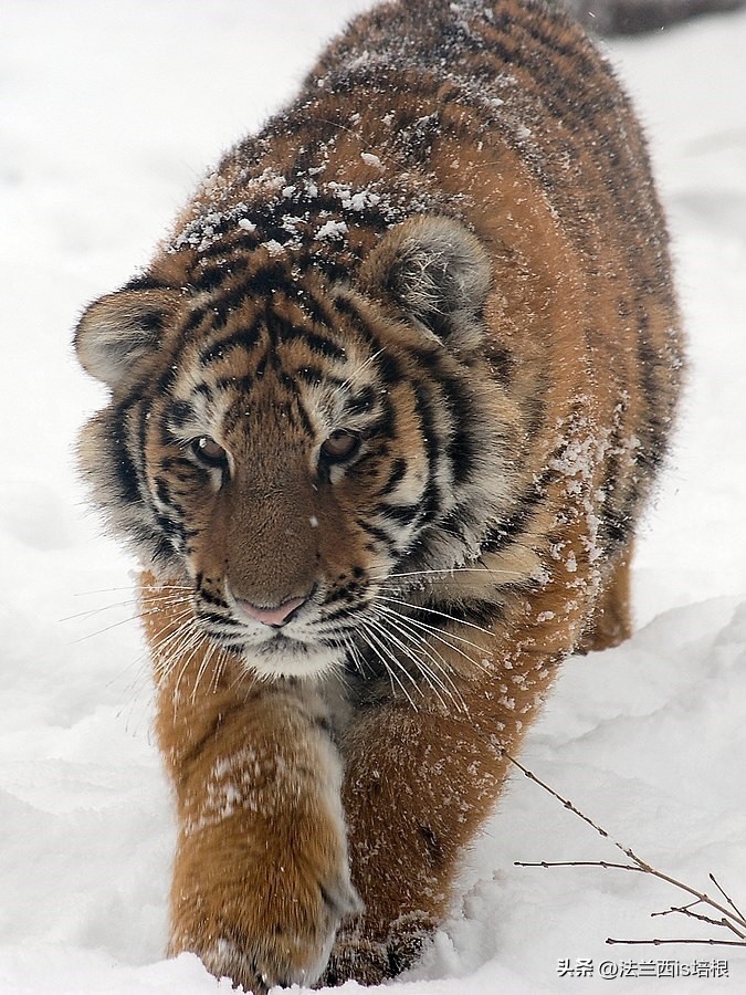 黑龙江饶河境内发现东北虎,黑龙江饶河东北虎出没