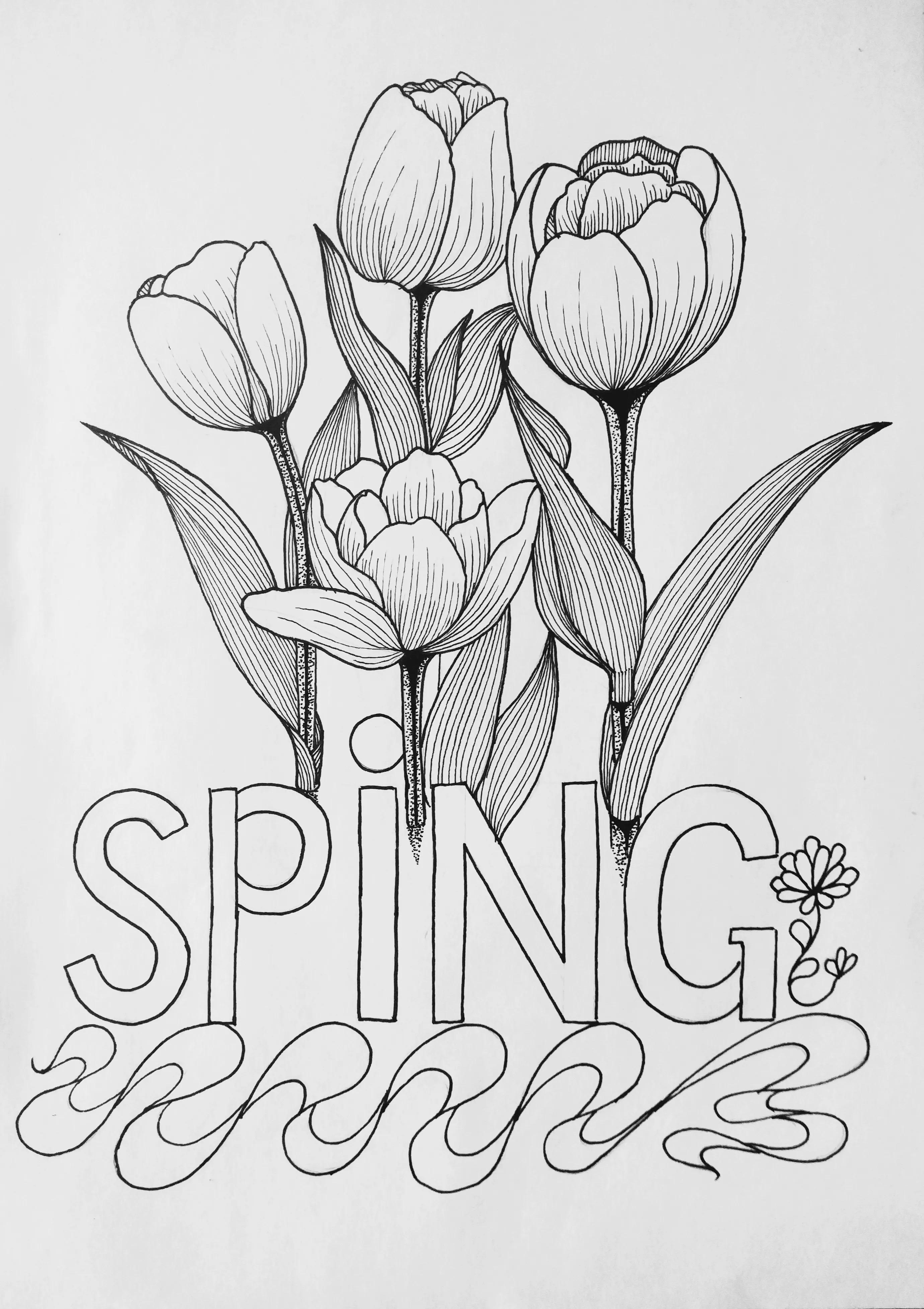 春天的郁金香绘画图片,线描画花朵简单又漂亮郁金香