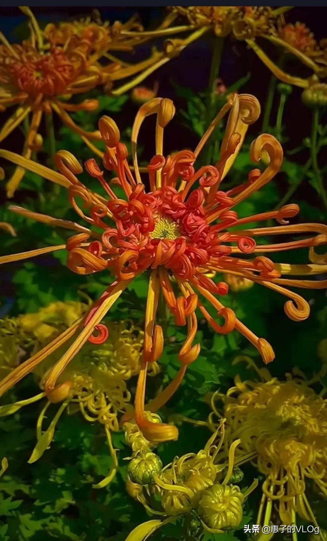 每朵花儿都有它盛开的意义,每一朵花开都有它的意义