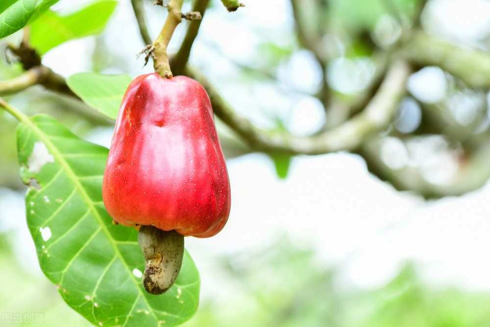 椰枣辟谣,辟谣水果