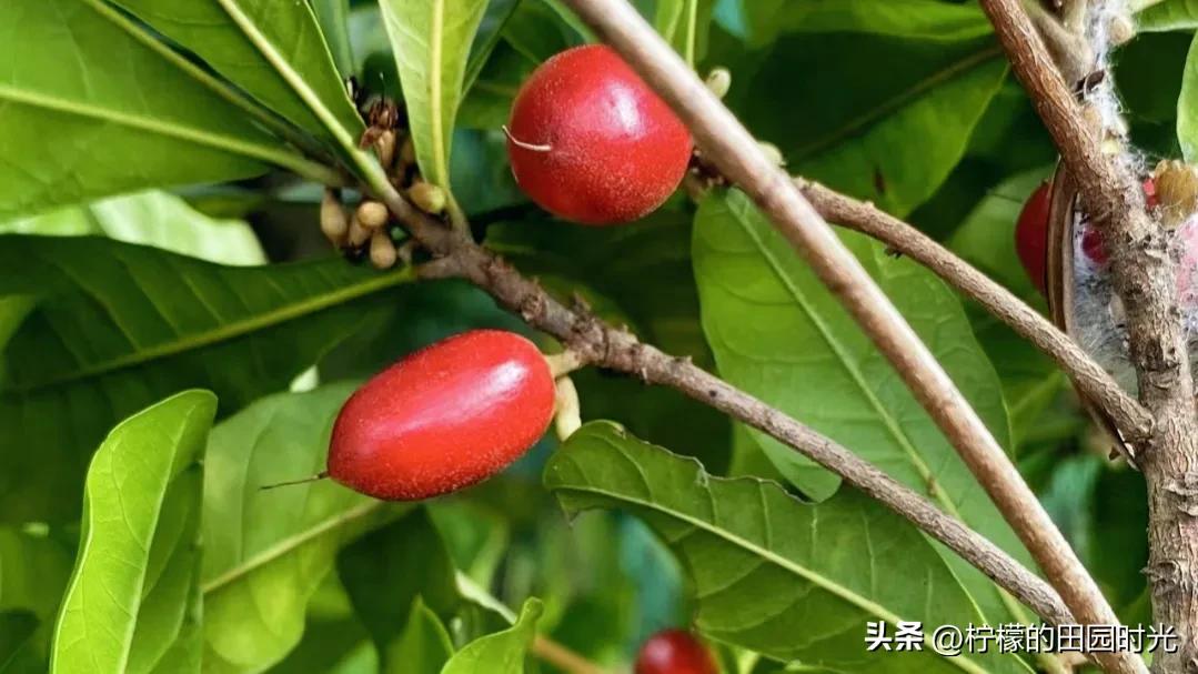 神秘果吃了有什么功效,吃了神秘果再吃柠檬真的会变甜吗