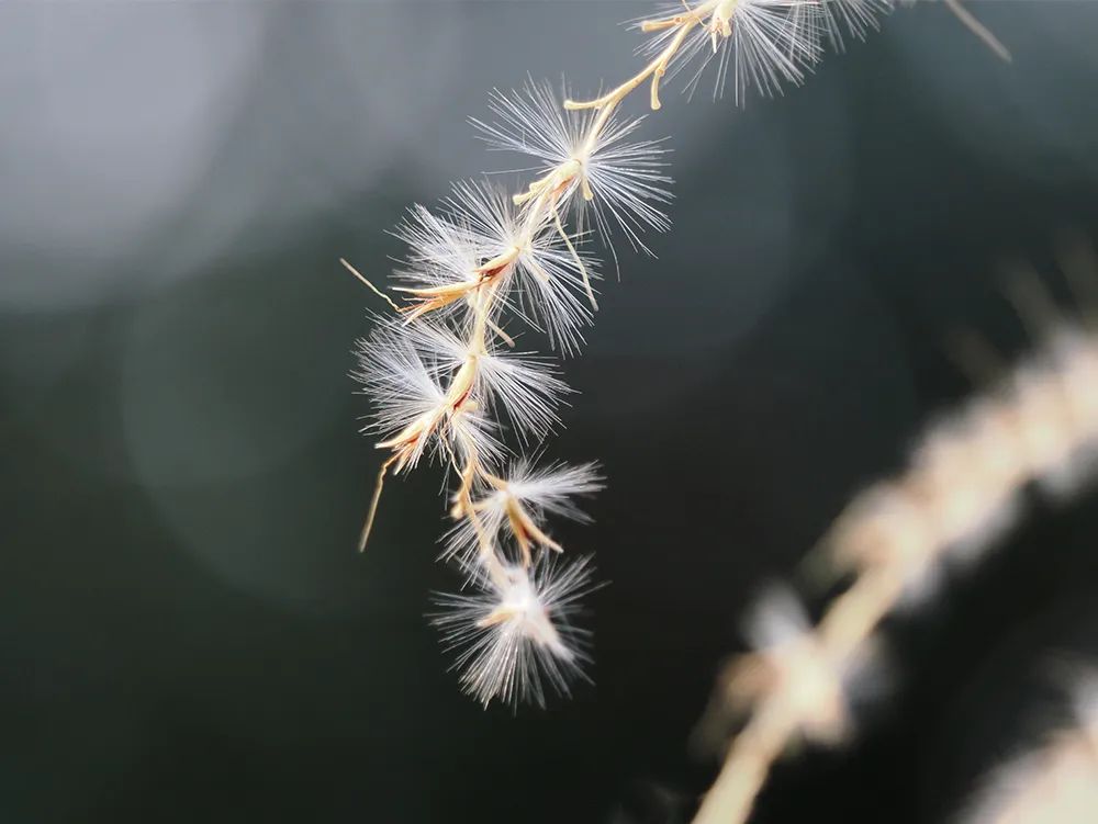 微距微观世界摄影作品,微距拍摄最佳作品