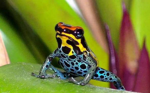 委内瑞拉纸币连号,委内瑞拉纸币演变