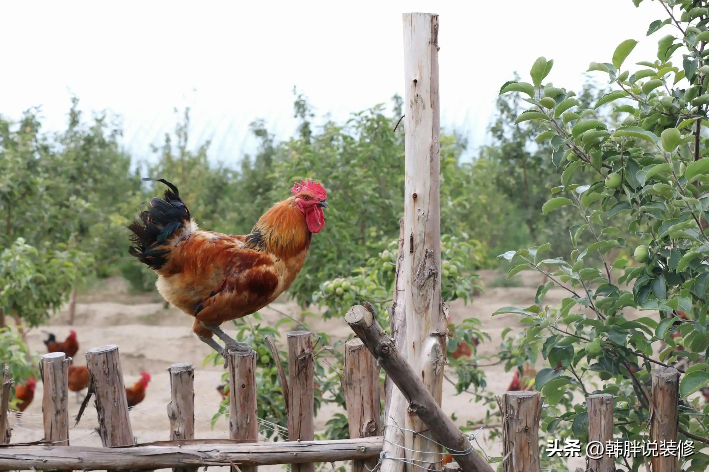 老人说家有四声叫不是好兆头,家里有哪三种声音不是好兆头