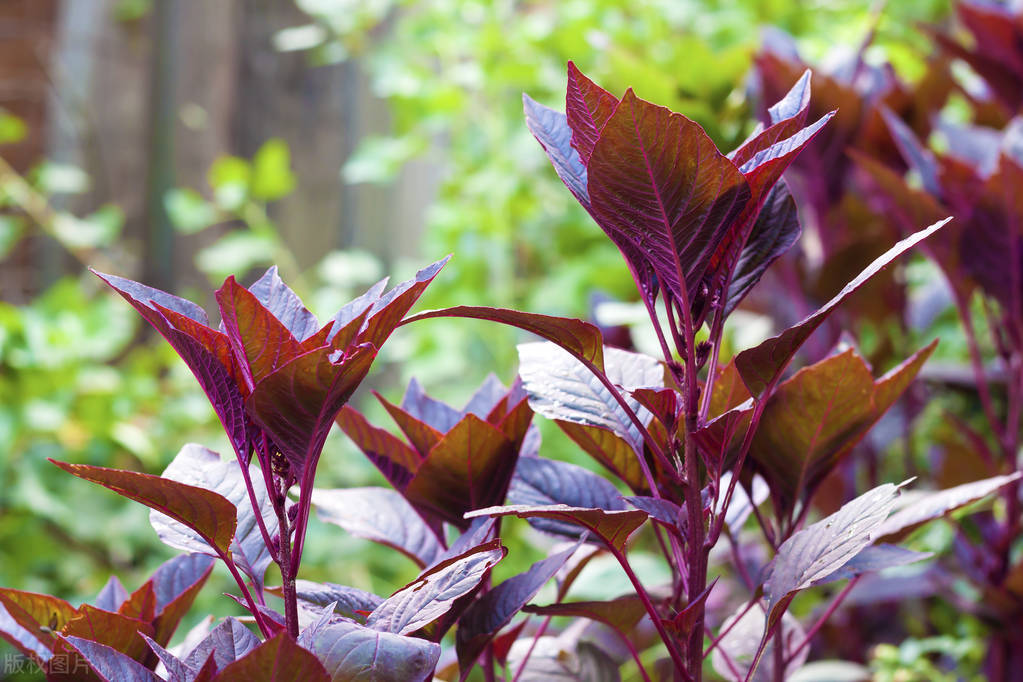 种苋菜草多怎么办,苋菜现在还能种吗