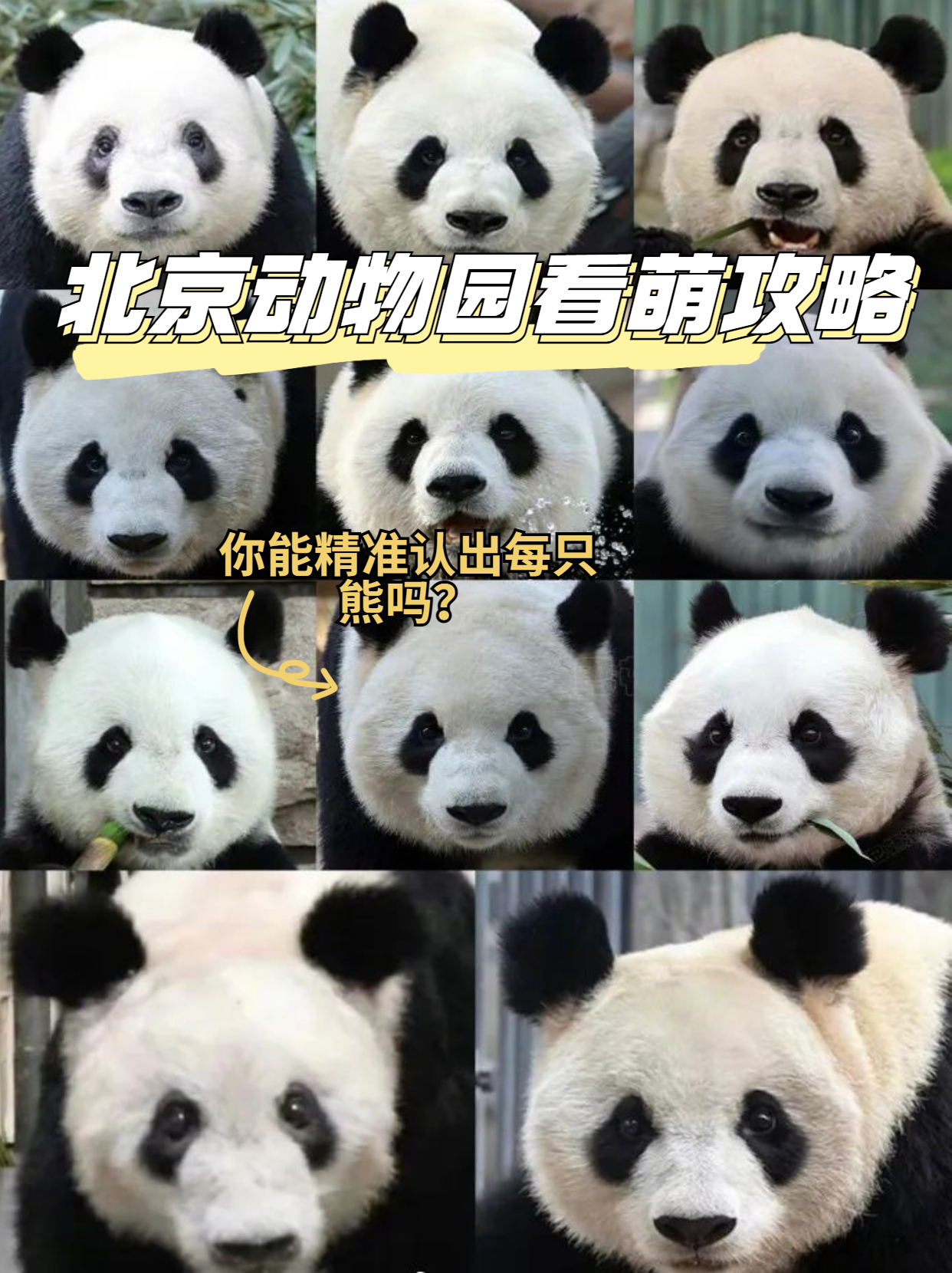 北京动物园游玩攻略路线图,游览北京动物园需要提前购票吗