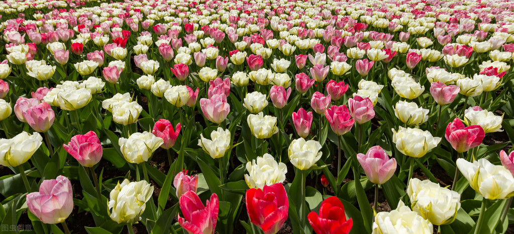 郁金香花语哲理句,郁金香花语文案短句干净治愈