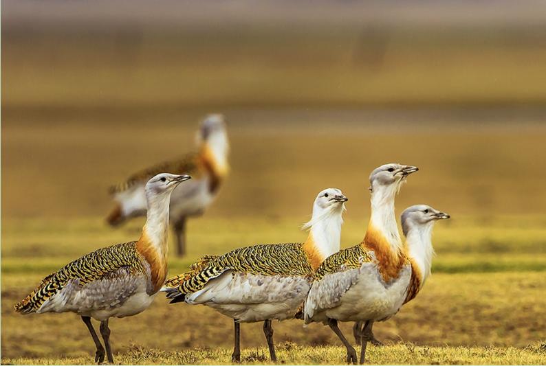 为何*楼青**老板娘叫*鸨老**？鸨能和所有鸟交配，真的是“万鸟之妻”？