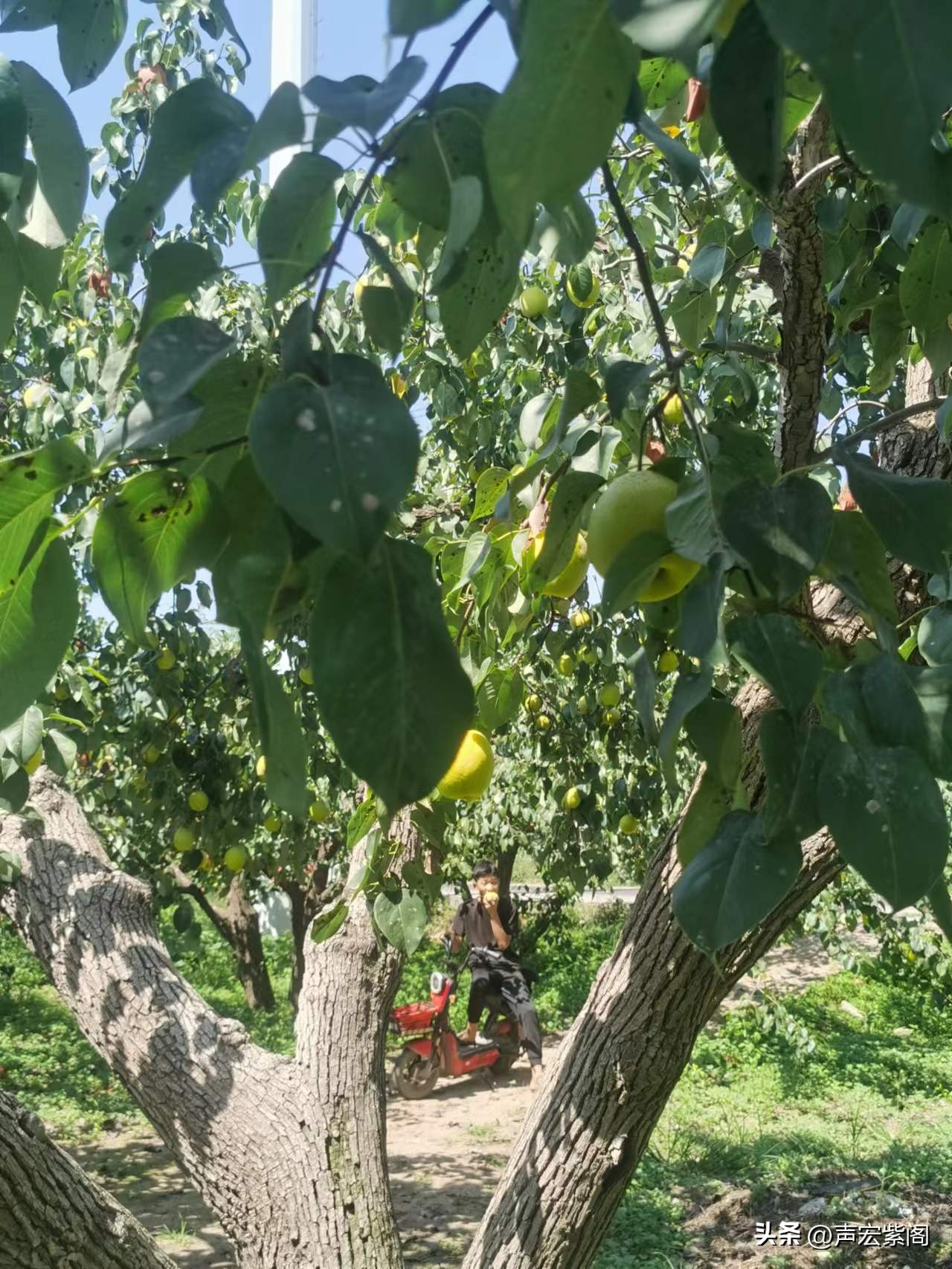赵县大学生回乡创业种植梨树，开发出“寿星梨”成了抢手货