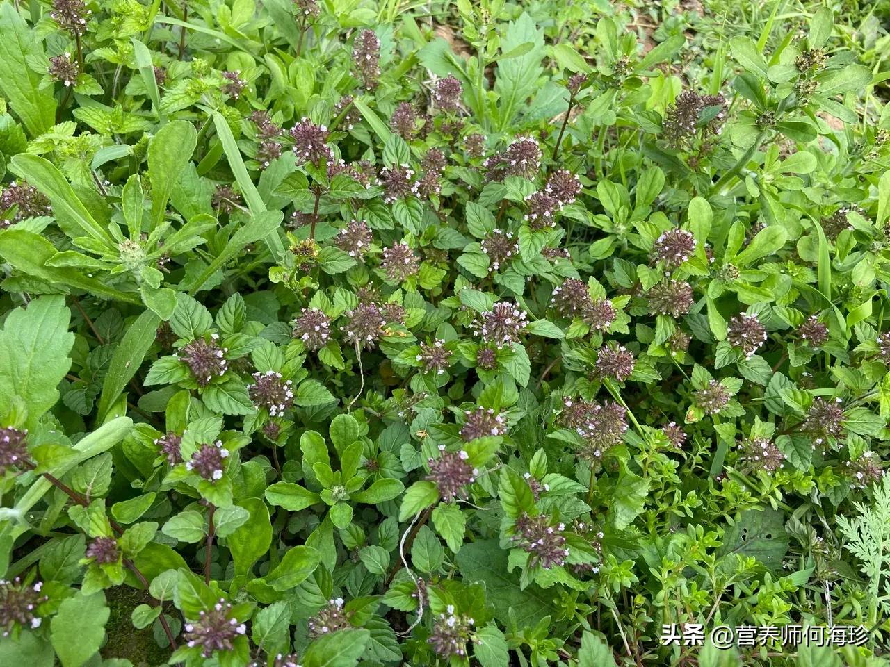 像假草的草有哪些,夏枯草和干仙草一样吗