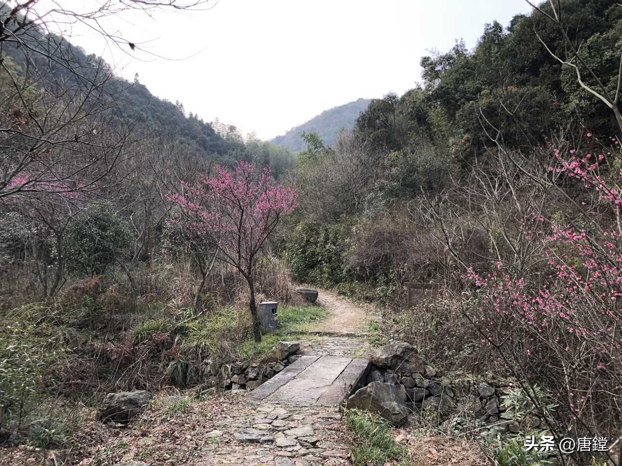 五磊寺的十里梅花径:追寻诗意仙境的心灵之旅