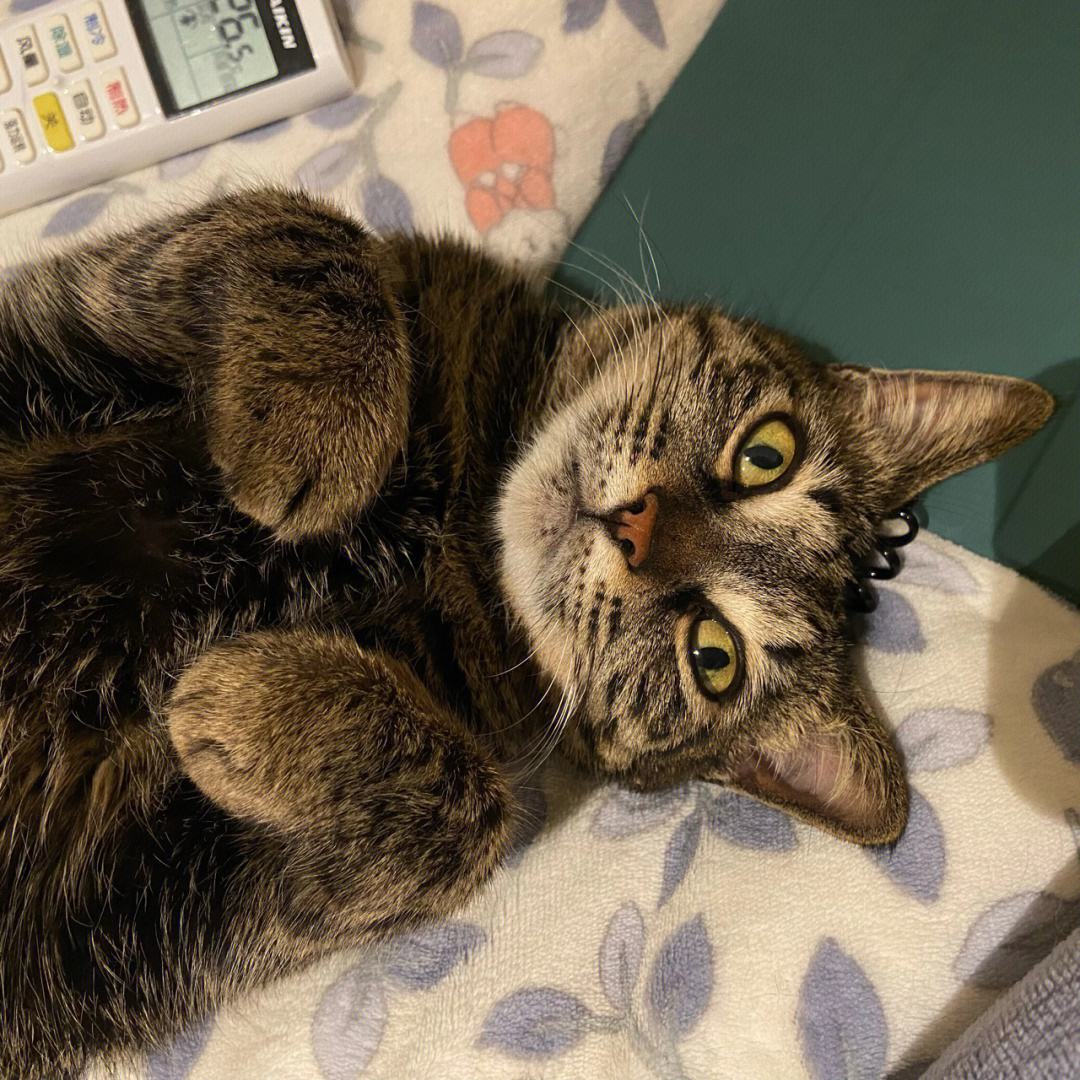 买猫容易被骗,买猫好难