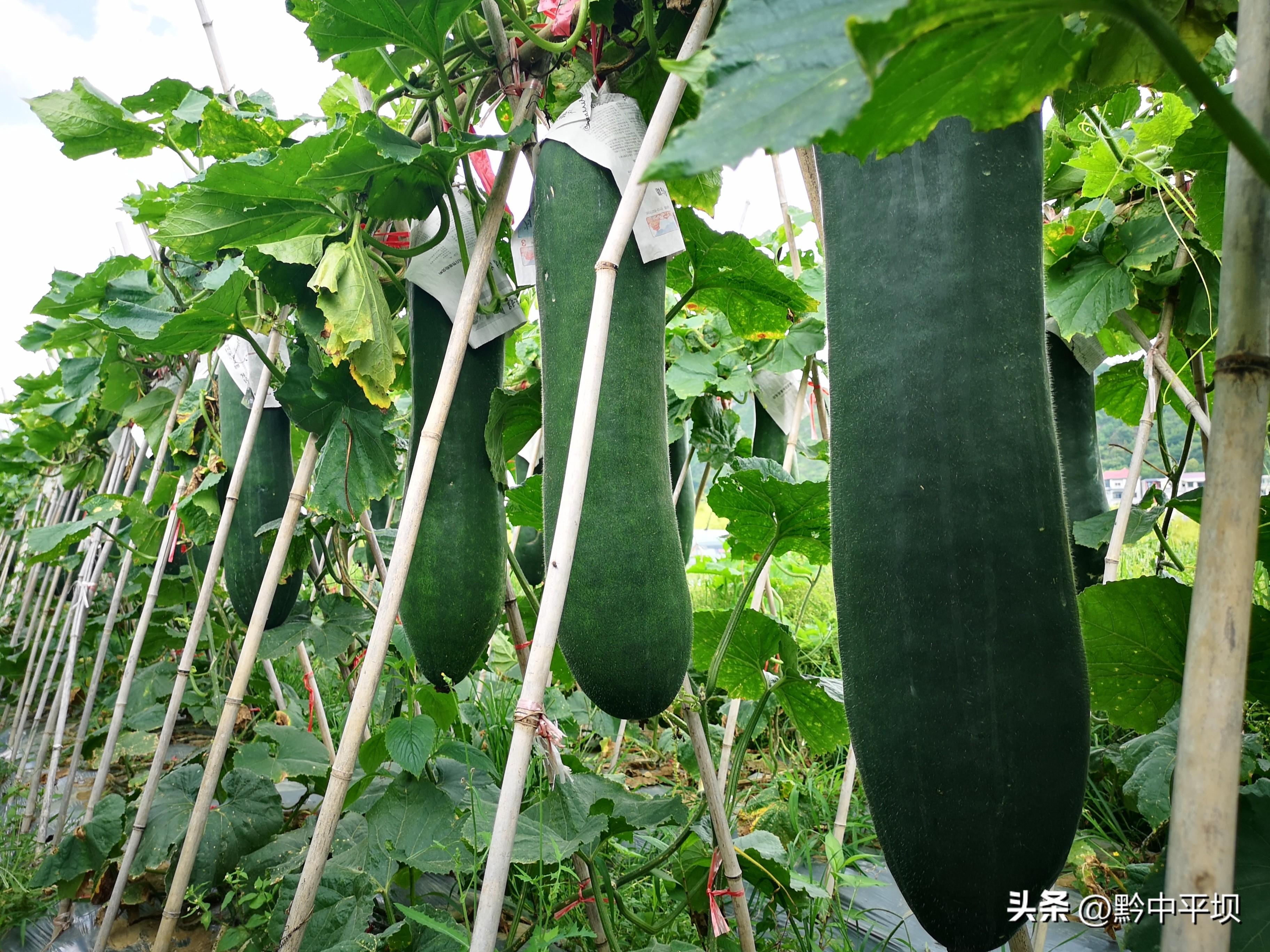 平坝区天龙镇：冬瓜基地整枝忙