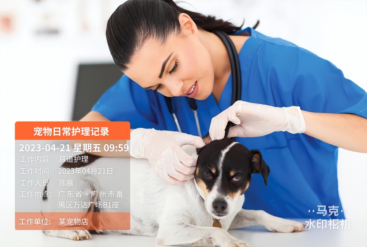 伴宠专员养宠经验怎么写,伴宠专员如何考证