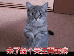 猫身上的“舒服区”与“雷区”，你知道吗？