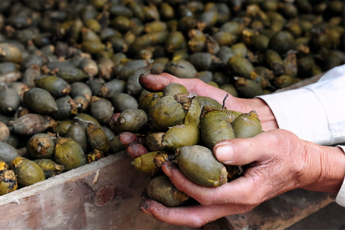 一级致癌物的槟榔危害有多大,槟榔是国际公认的致癌物