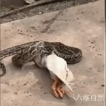 抓捕过最长的蟒蛇,最长蟒蛇视频真实