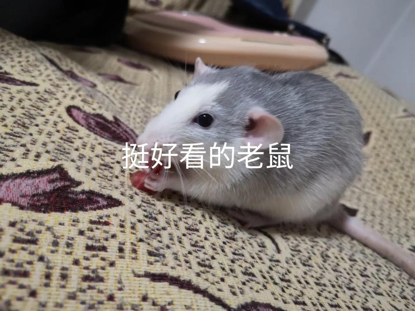 新买的老鼠笼怎么处理气味 (新买的老鼠笼子需要处理了再用吗)